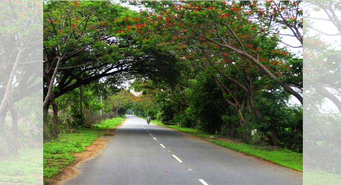 Arakkonam-Tiruttani Road to have New Green Cover