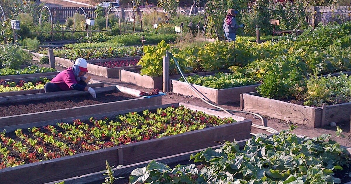 Seattle Nurturing Equality Thru Community Gardens
