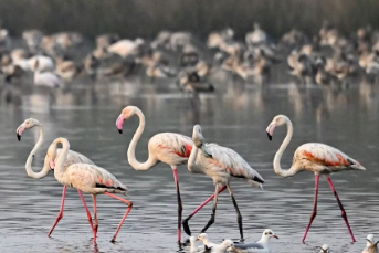 Flamingo