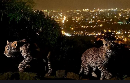Leopard