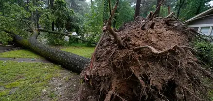 Fatal Tree Collapse Two Killed in Delhi Scooty Mishap