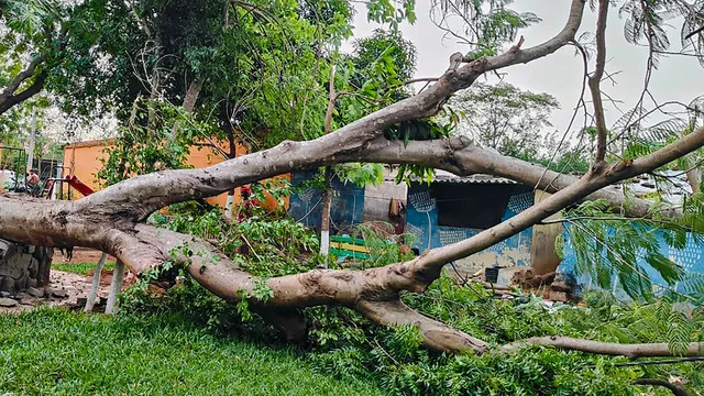Supreme Court Pressures DDA on Alleged Tree Felling Cover-Up