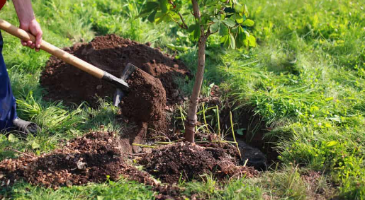 Green Cover Restoration by MMRC Faces Backlash