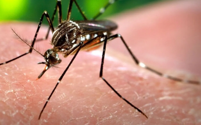 Dengue Scare in Whitefield Over 150 Infected