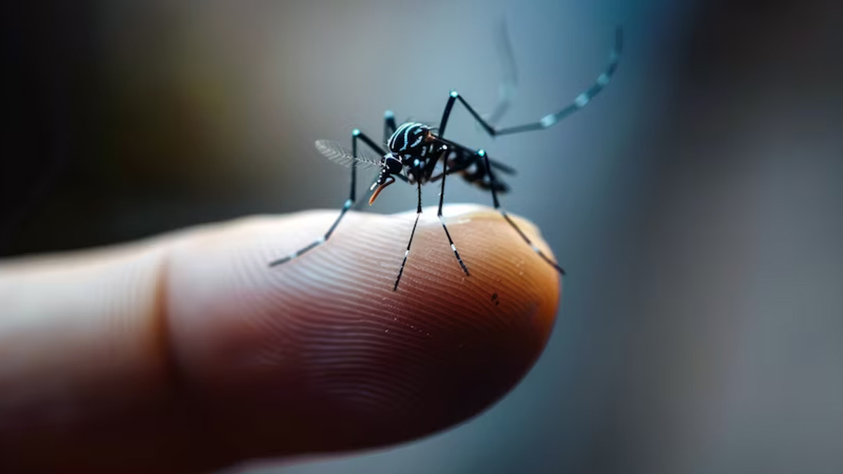 BBMP Launches Intensive Dengue Control Survey Across Bengaluru