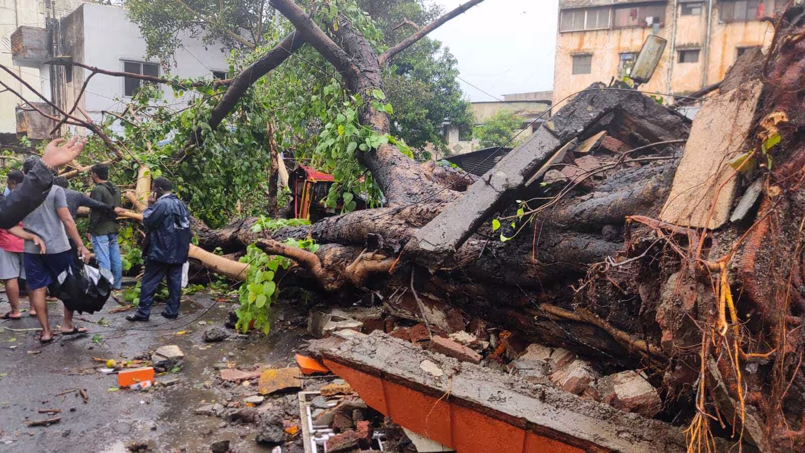 Pune Grapples with Tree Uprooting Crisis Amid Urban Growth