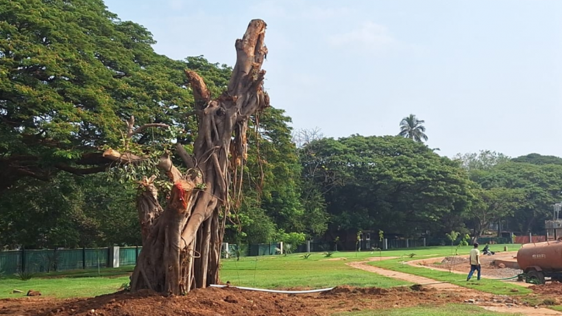 Smart City Panaji Restores Greenery with Translocated Banyan Tree