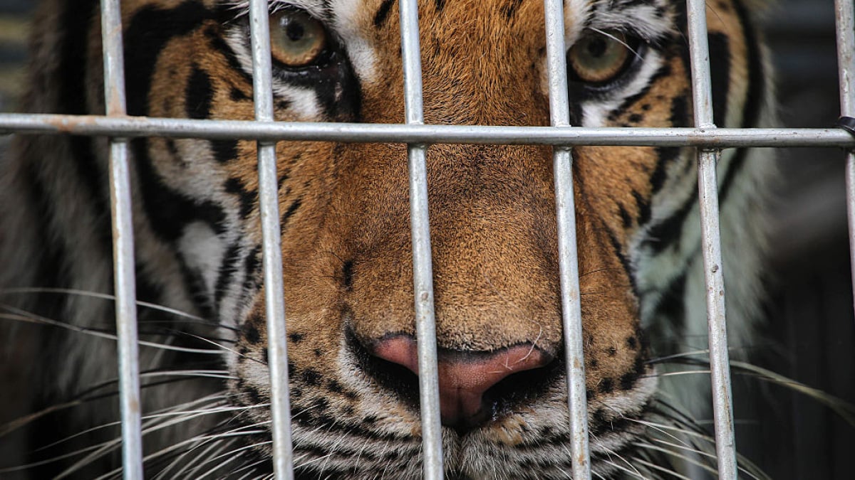 DRI Targets Online Platforms for Wildlife Trafficking