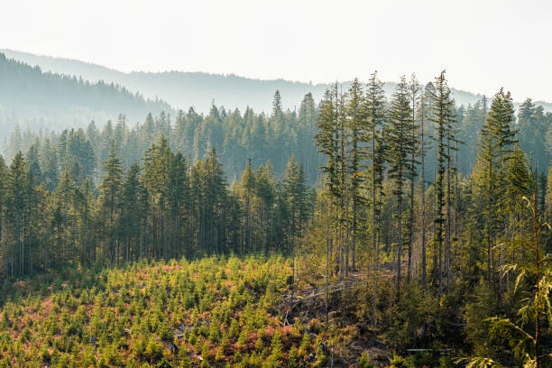 Prioritise Native Trees for Environmental Resilience