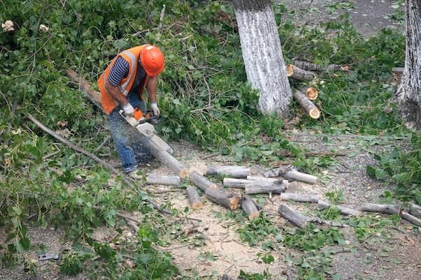 Tree-Cutting Permit Procedure
