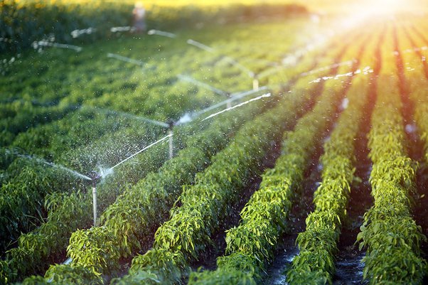 Bengaluru Leads in Treated Water Reuse for Agricultural and Industrial Needs