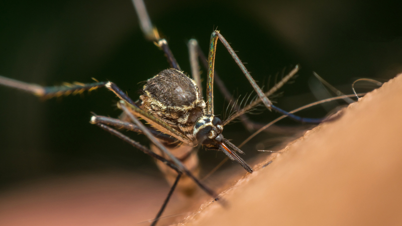 Delhi Gears Up for Monsoon with Vector Control Measures