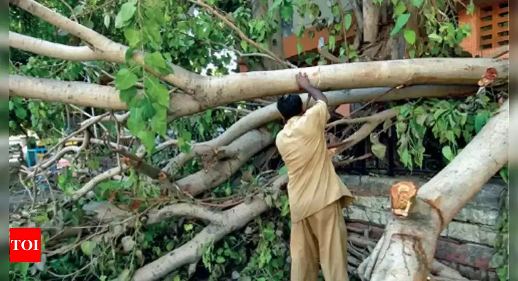 BMC Faces Backlash Over Tree Removal