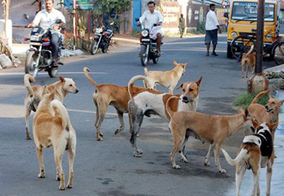 Chennai Launches Comprehensive Stray Dog Census