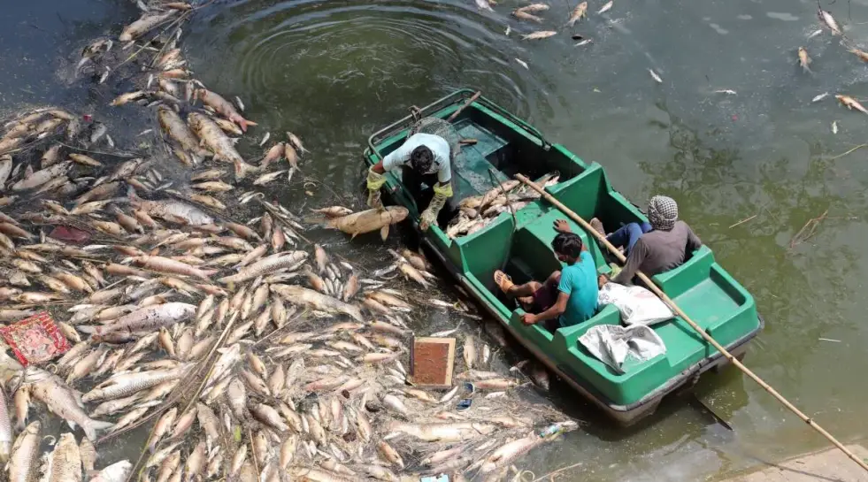 Quicklime Spraying Reduces Fish Deaths in Lake