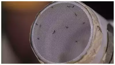 Dengue Cases Surge in Bengaluru, Prompting Urgent Health Measures