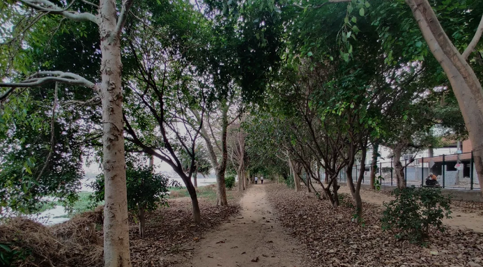 BBMP's Tree Census Reveals 2.5 Lakh Trees Across Bengaluru