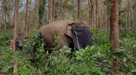 CAG Exposes Failures in Forest Dept's Wildlife Protection Efforts