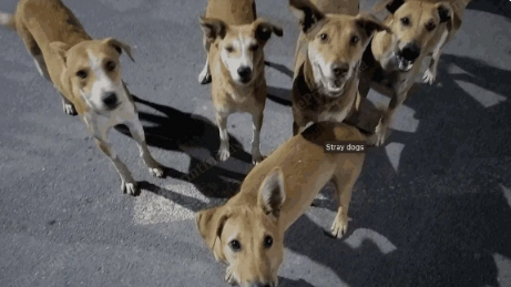 BMC's New Portal Receives 150 Dog Complaints in Just One Week