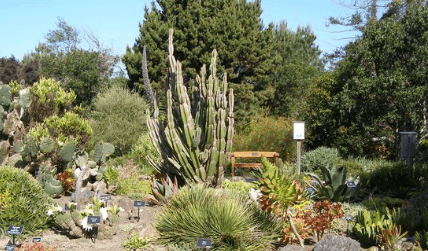 Delhi's First Cactus Garden to Debut Amid MCD's Green Initiatives