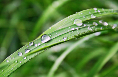 Dew Yield in Ahmedabad Plummets, Study Finds