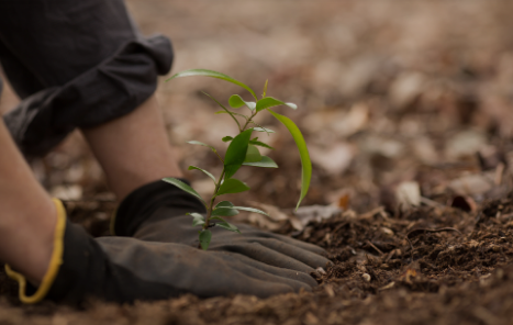 GSIDC Neglects Replanting Trees After Bypass Construction
