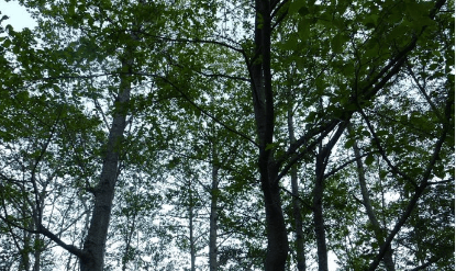 Green Movement in Malleswaram Trees Freed from Metal Guards