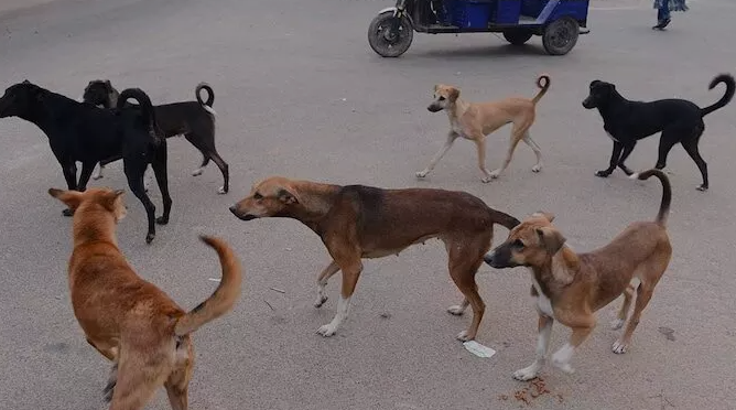 Hyderabad's Dog Bite Epidemic GHMC's Battle with Stray Dog Population