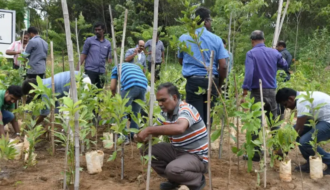 Join Yogi’s Green Mission Plant Saplings on July 20