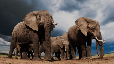 Karnataka-Telangana Tussle Over Elephant Transport