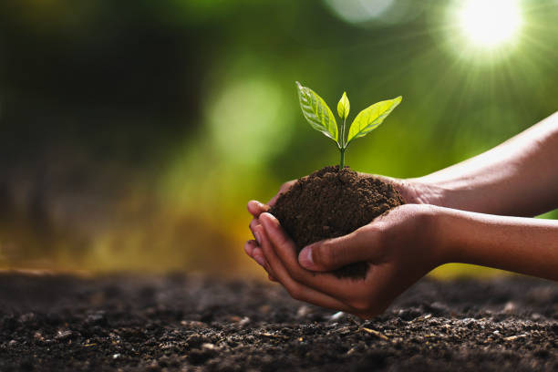MMRCL's INR 12 Crore Tree Planting Under Scrutiny