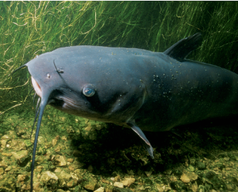 Mumbai Rains Bring Catfish to Railway Tracks