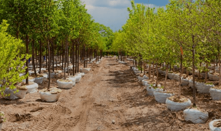 Noida Authority's Green Initiative 350,000 Saplings to Bloom