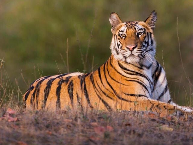 Rajasthan to Plant 7 Crore Trees, Introduce EVs in Tiger Reserves with INR 4,000 Crore Initiative