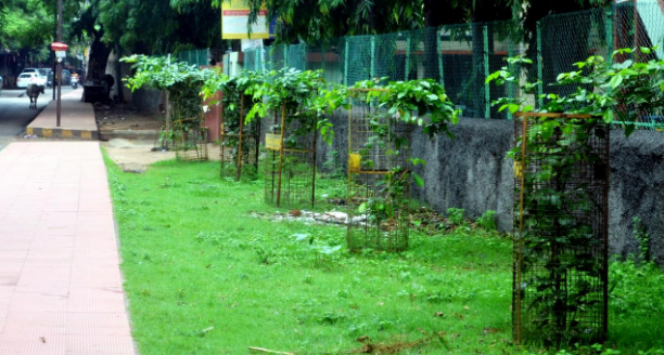 AMC's Persistent Tree Guard Spending Draws Scrutiny Amid Reduced Stray Cattle