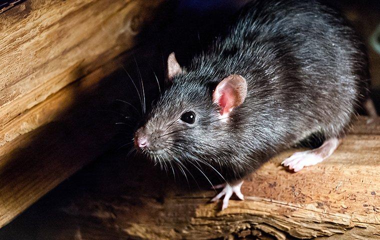 Rat Infestation Causes Century-Old Mahogany Tree Collapse in Kolkata