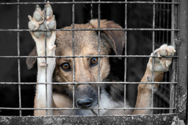 HC Orders BMC to Form Animal Welfare Panel