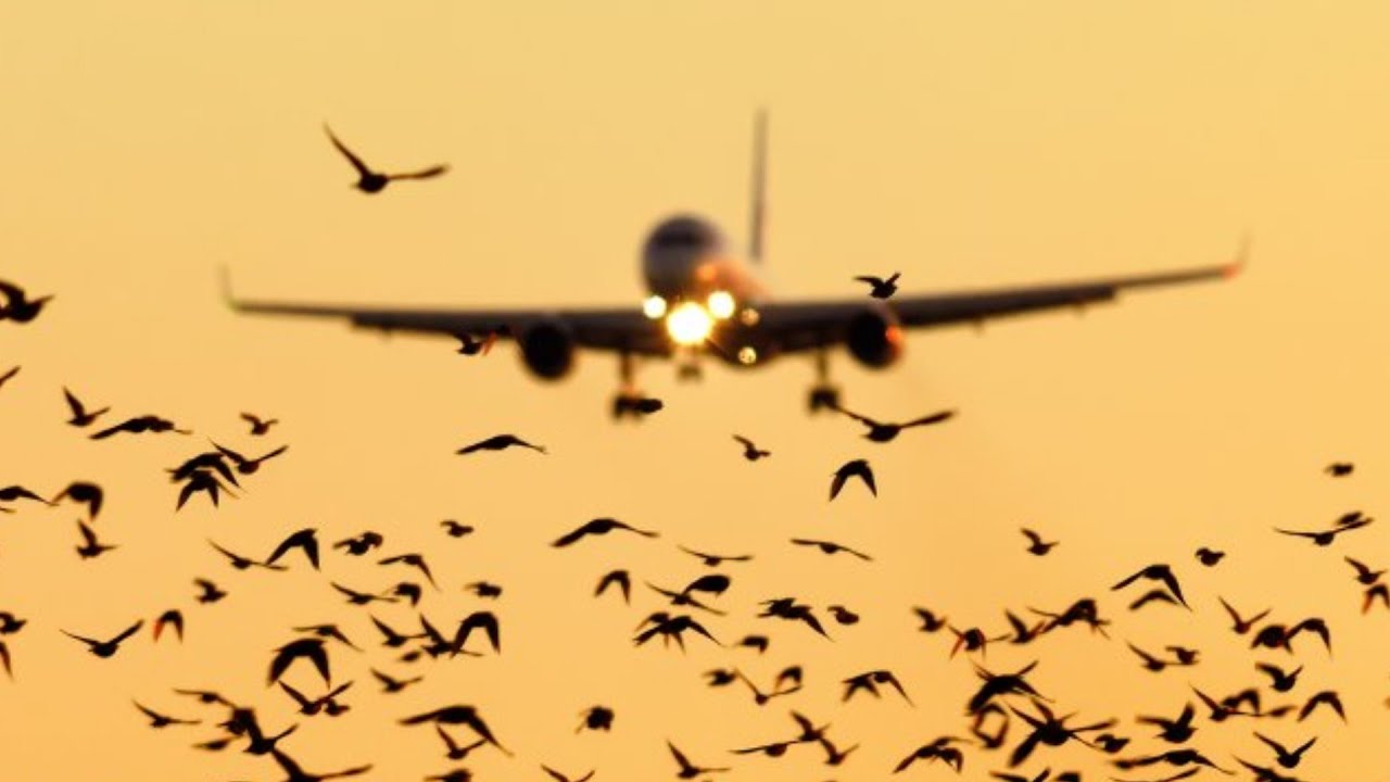 Migratory Birds Safe from Navi Mumbai Airport Impact