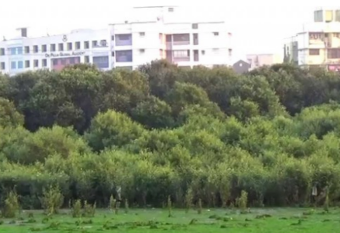 Navi Mumbai PMAY Builds Violate Mangrove Buffer Zones