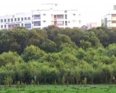 Navi Mumbai PMAY Builds Violate Mangrove Buffer Zones