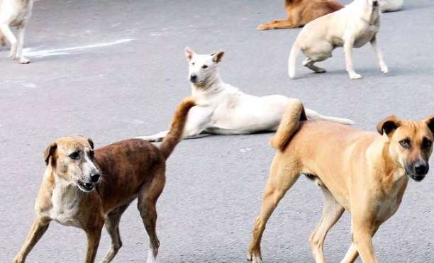 BMC Ordered to Address Stray Dog Menace with New Welfare Committee