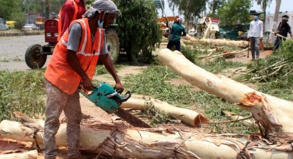 DDA Confesses to Tree Cutting Violations