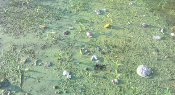 BDA to Stop Untreated Water Flow into Lakes
