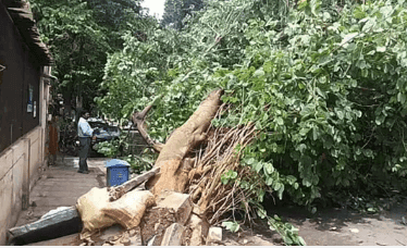 BBMP Pushes Tree Census Deadline to October