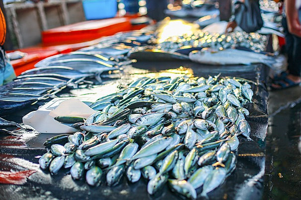 BMC’s Rs 100 Crore Marol Fish Market Revamp