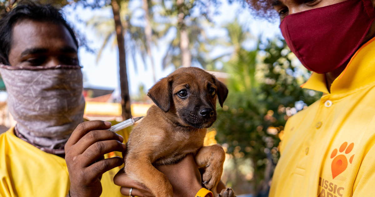 Mumbai to Launch Major Rabies Vaccination Drive