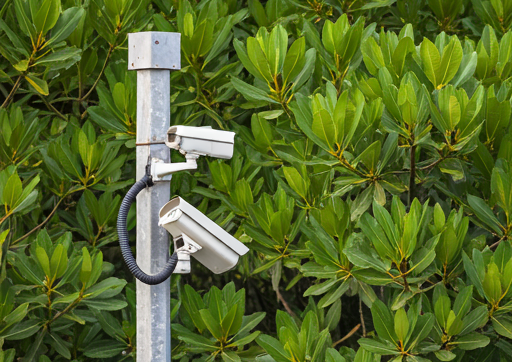 Mumbai's Mangroves Get a Security Upgrade Rs 120 Crore CCTV Project