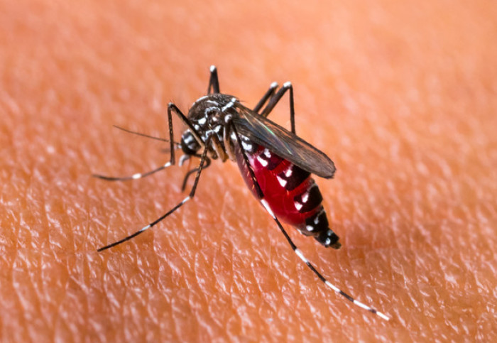 State Health Department Investigates Chikungunya Outbreak