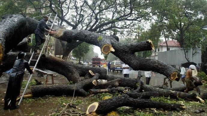 3000 Plus Trees Gone, MMRCL Now Spends Rs.2 Lakhs a Tree for New Plantation, Activist Smells Scam