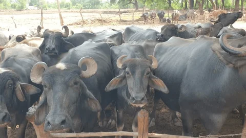 Aarey Cattle Farms Crippled by Water Shortage